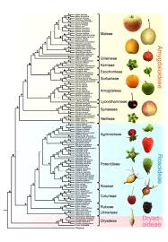 Image result for Rosaceae