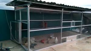 Selain itu biasanya lovebird yang sedang membuat sarang akan diikuti oleh lovebird lainnya, ya semacam ngiri gitu hehehe. Pin Di Kandang Burung