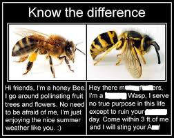 Fastest way to caption a meme. Bug Eric Bee Vs Wasp Memes Perpetuate Ignorance