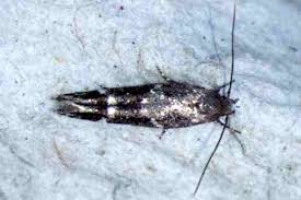 Image result for Mompha divisella