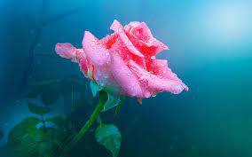 One Pink Rose Flower Water Drops One Pink Rose Flower Water Drops 1080p Wallpaper Hdwallpaper Desktop Pink Rose Flower Pink Rose Bouquet Rose Buds