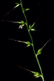 Image result for Oplismenus undulatifolius