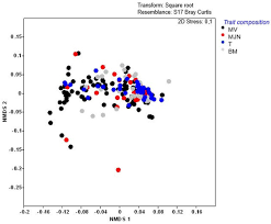 Image result for Chascanum hederaceum