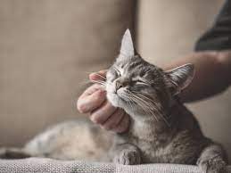 Hay 5 Tipos De Relacion Entre Los Gatos Y Sus Duenos Cual Es La Vuestra