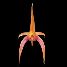 Image result for Bulbophyllum X chikukwa