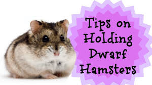 Tips On Holding Dwarf Hamsters Dwarf Hamster Toys Dwarf Hamster Hamster Toys