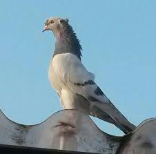 Blt Blt Adli Kullanicinin Guvercin Pidgeon Panosundaki Pin Kus