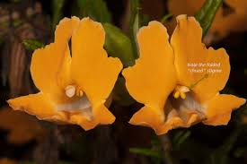 Female monkey is eating a yellow flower in the indian forest. Plant Of The Month Sticky Monkey Flower