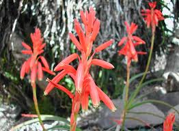 Image result for Aloe inyangensis