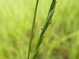 Image result for Acroceras macrum