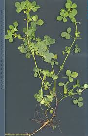 Image result for Medicago polymorpha