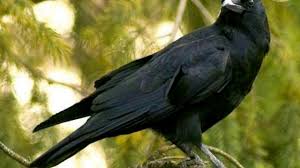 Mitos di balik masuknya burung ke dalam rumah primbon jawa kuno. Burung Masuk Rumah Pertanda Apa Yuk Cari Tahu