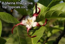Image result for Strophanthus angusii