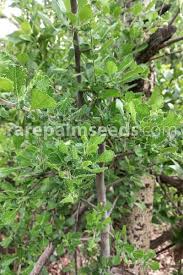 Image result for Commiphora africana