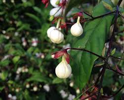 Image result for Clerodendrum fuscum
