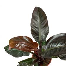 Philodendron Imperial Red 17 X 50cm Plants Philodendron Foliage Plants