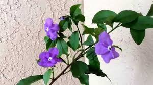 Image result for Brunfelsia australis