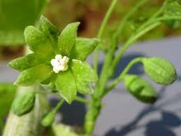 Image result for Adenia gummifera