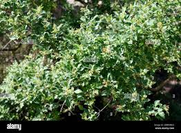 Image result for Searsia dentata