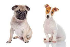 Jack russell terriers boxer puppies cute puppies dogs and puppies beagle mix doggies adorable dogs pitbull terrier jug dog. Interesting Facts About The Jack Russell Pug Mix The Jag