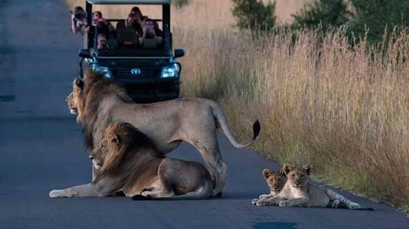 Full Day Pilanesberg Open Vehicle Safari With Lunch
