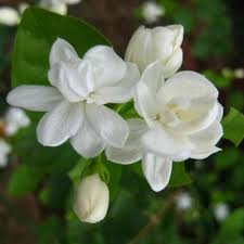 Bunga yang dikenal juga dengan nama jasmine ini tercatat begitu. Gambar Bunga Melati Putih Tercantik Loai Hoa Ká»³ Láº¡ Hoa Ä'áº¹p Hoa