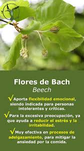 Esta flor es ideal para personas hiperactivas, apuradas, e inquietas que piensan, hablan y actúan con rapidez y que ese estado de ánimo les provoca fuertes. Pin En Flores De Bach