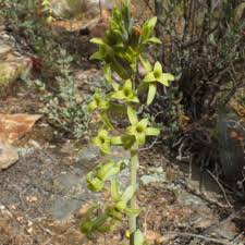 Image result for Dipcadi brevifolium
