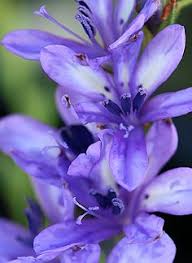 Image result for Babiana