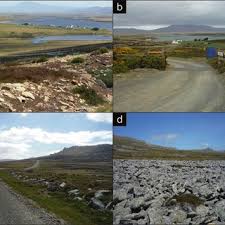 Image result for Asterochaete angustissima