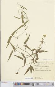 Image result for Phragmanthera crassicaulis