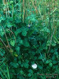 Image result for Vigna pygmaea
