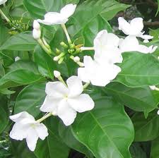 Image result for Tabernaemontana brachyantha