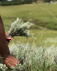 Image result for Helichrysum aureo-nitens