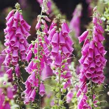 Image result for Digitalis purpurea
