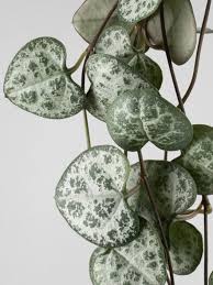 Image result for Ceropegia floribunda