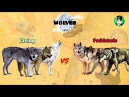 WOLVES