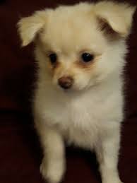 8 wks old, vaccinated & vet checked. Pomeranian Puppies For Sale Richmond Va Pomeranian Puppy For Sale Pomeranian Puppy Puppies For Sale