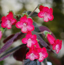 Image result for Kohleria