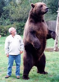 Black Bear Vs Grizzly Bear Size Difference Accidentally Got Too Close To A Grizzly Bear Eating A Salmon In Kodiak Bear Grizzly Bear Bear Pictures