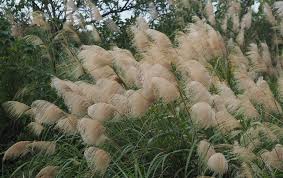 Image result for Miscanthus