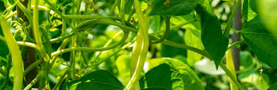 Choose from a wide range of similar scenes. Growing Caring For Runner Beans Love The Garden