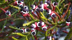 Image result for Podocarpaceae