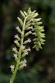 Image result for Umbilicus botryoides