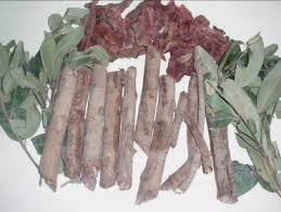 Image result for Ozoroa nitida