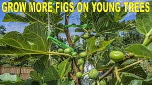 A fig tree will produce fruit 1 to 2 years after planting. How I Grow So Many Figs On My Young Fig Trees In 5 Steps Youtube