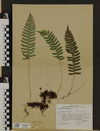 Image result for Blotiella