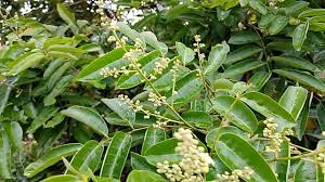 Image result for Fagaropsis angolensis