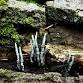 Forest and Fungi Ecology Walk — Mountain Top Arboretum