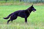 Black German Shepherd Puppies for Sale - DogsNow